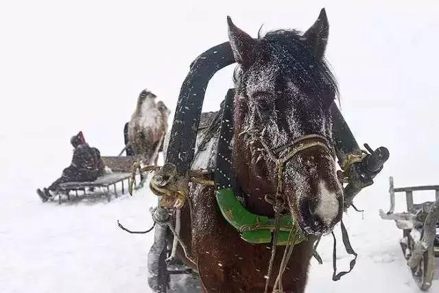 xlei：一位百变程序员的成长之路（一场雪后，方知素颜的中国有多美！）-第15张图片-拓城游