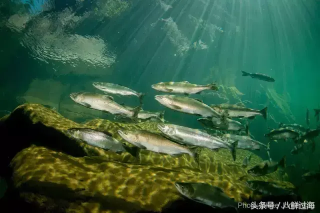 银头鲑鱼在哪钓（加拿大BC省野生三文鱼：粉鲑、银鲑、王鲑等，滑嫩肥鲜回味无穷）-第4张图片-拓城游