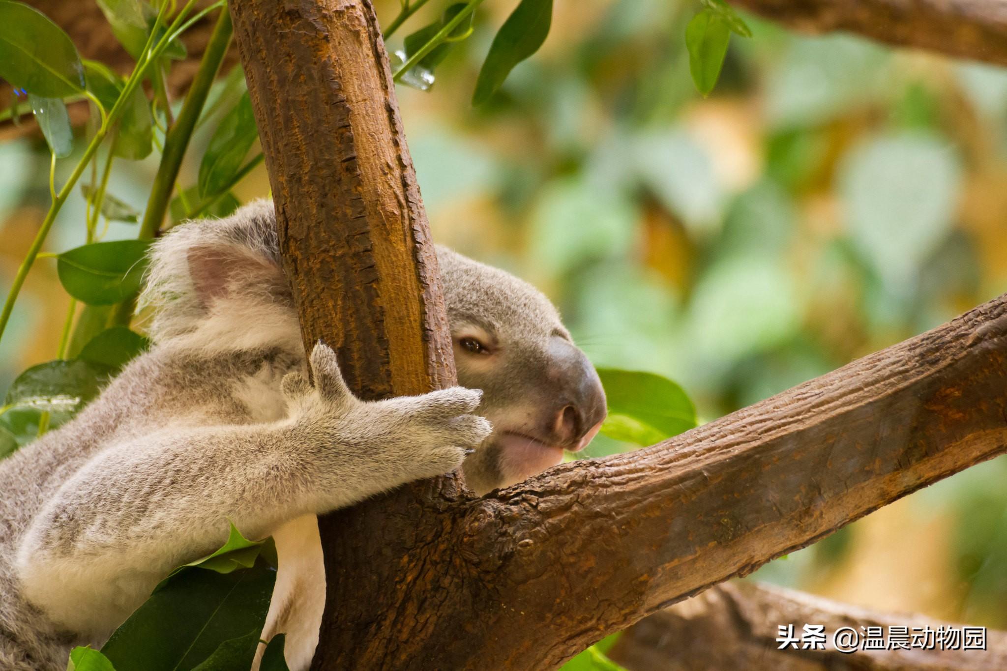 koala怎么读 英语koala怎么读（考拉并不只是外表可爱这么简单，它们身上还有很多鲜为人知的秘密）-第6张图片-拓城游