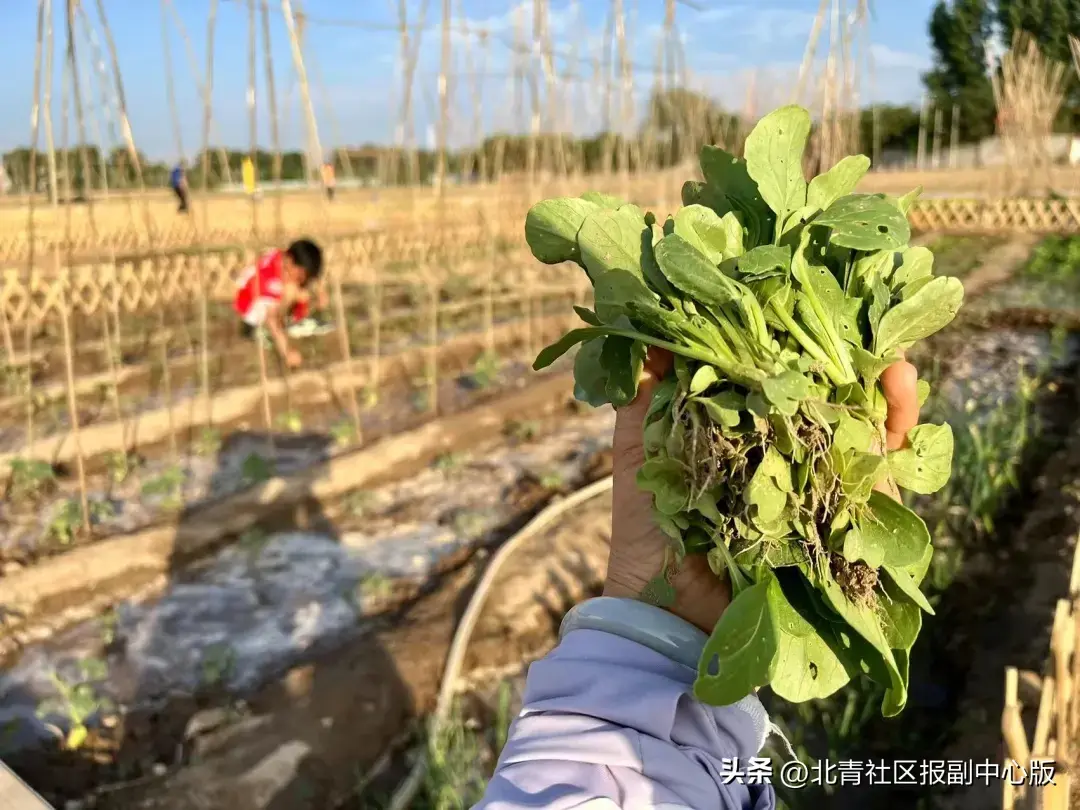 手机qq的农场在哪里找（职场太卷？走！种地去！通州现实版“QQ农场”上线，2000元“领土”，想种什么种什么！）-第16张图片-拓城游