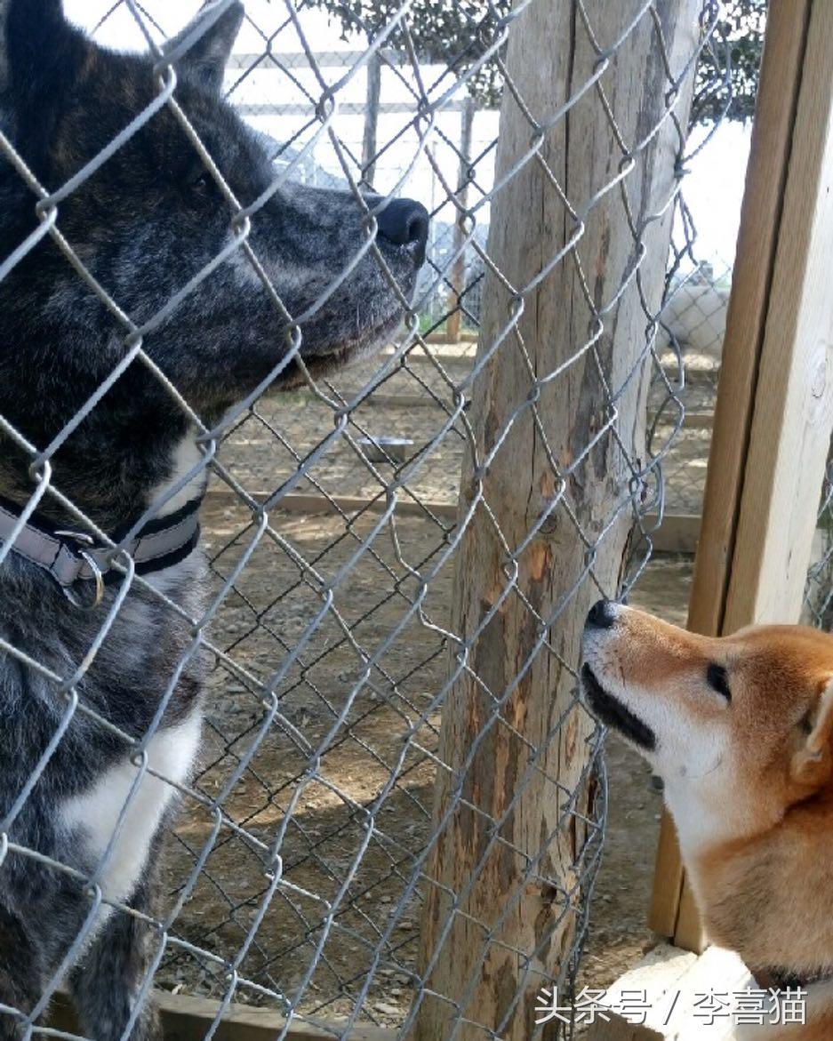 忠犬八公是什么狗（以忠犬八公而闻名于世的秋田犬，跟柴犬还有着最萌身高差呢）-第10张图片-拓城游