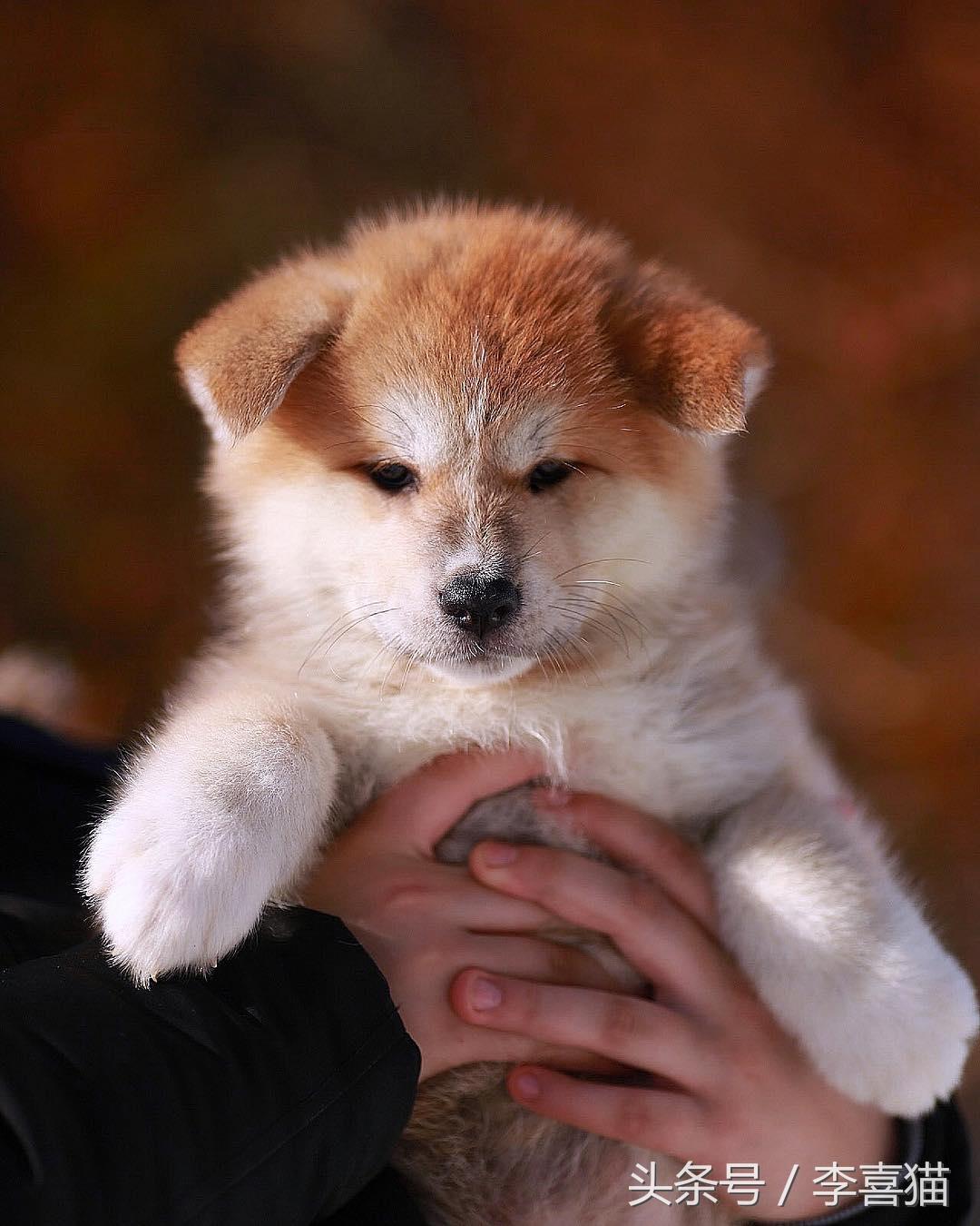 忠犬八公是什么狗（以忠犬八公而闻名于世的秋田犬，跟柴犬还有着最萌身高差呢）-第6张图片-拓城游