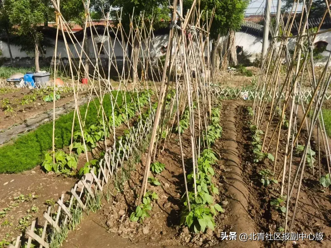 手机qq的农场在哪里找（职场太卷？走！种地去！通州现实版“QQ农场”上线，2000元“领土”，想种什么种什么！）-第8张图片-拓城游