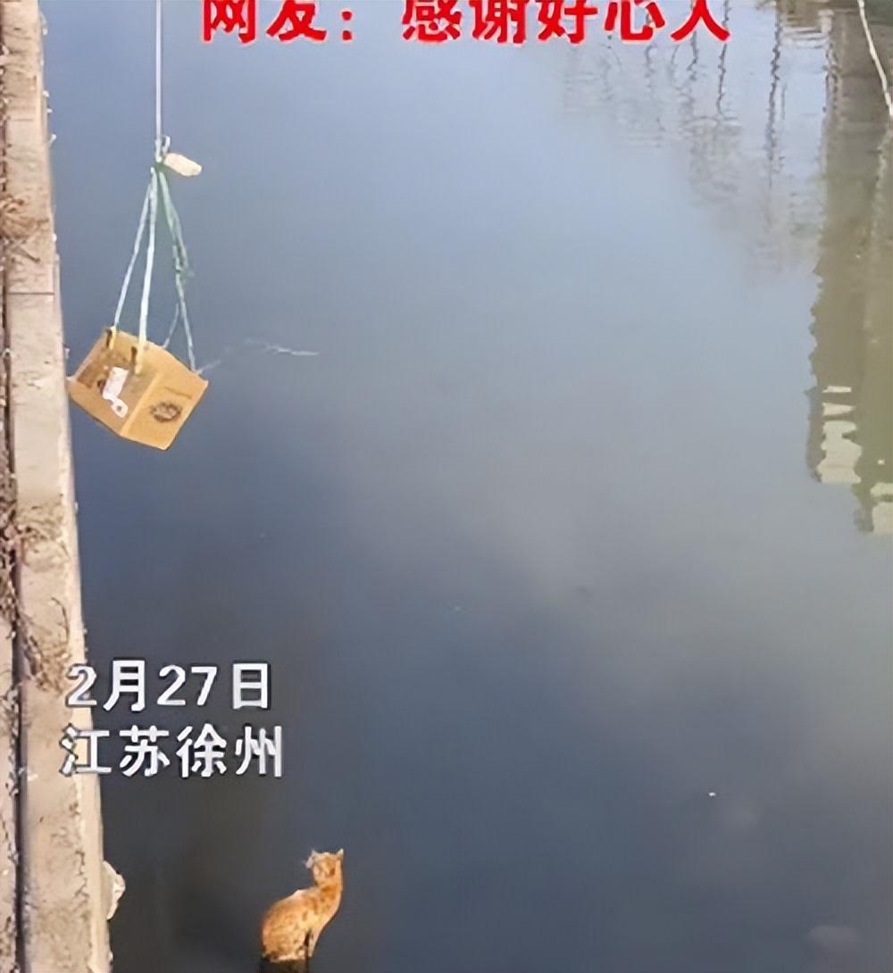 rescue cat 是什么意思（流浪猫掉入河道不停叫唤，男子自制纸箱救援：谢谢你，好心人）-第2张图片-拓城游