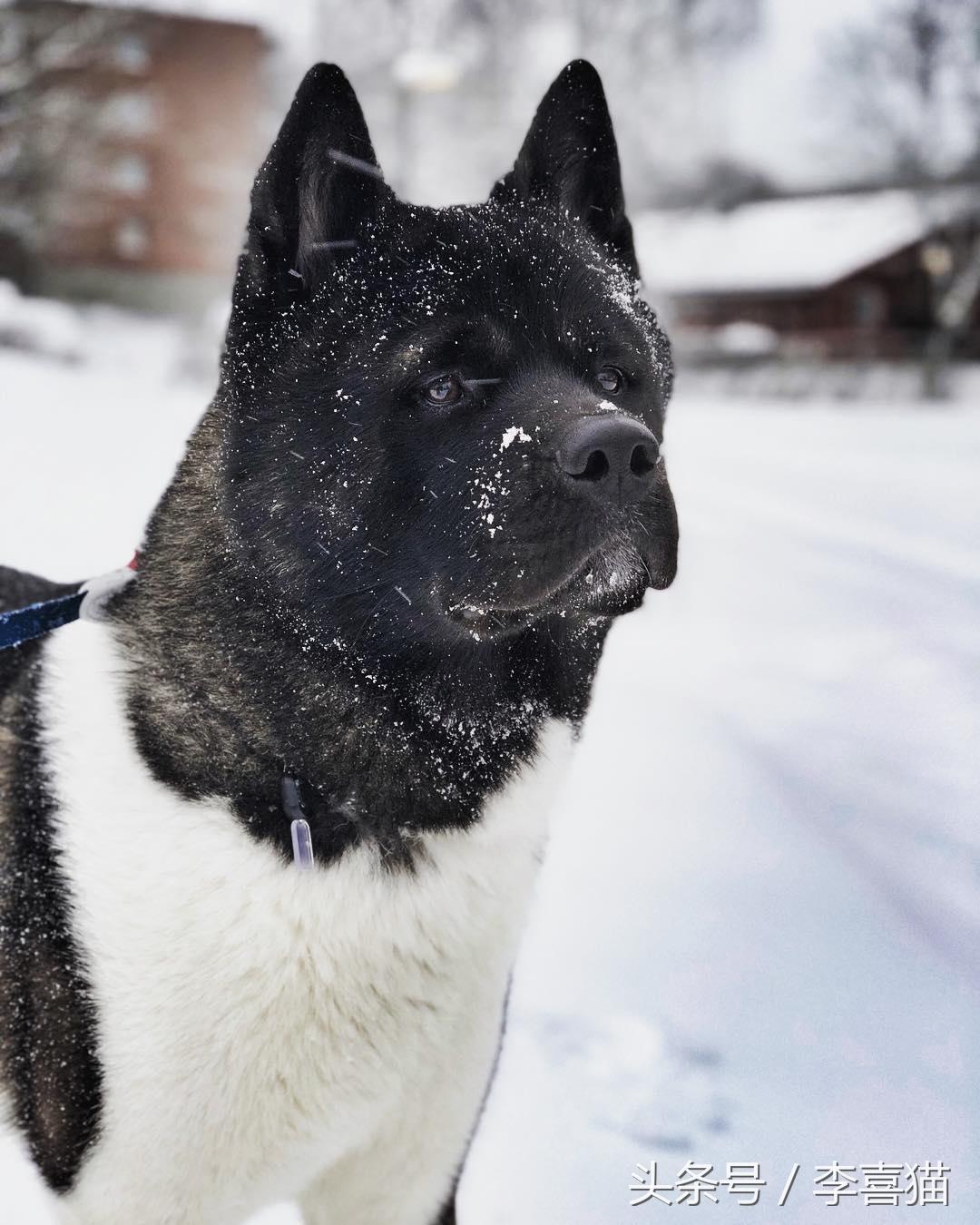 忠犬八公是什么狗（以忠犬八公而闻名于世的秋田犬，跟柴犬还有着最萌身高差呢）-第4张图片-拓城游