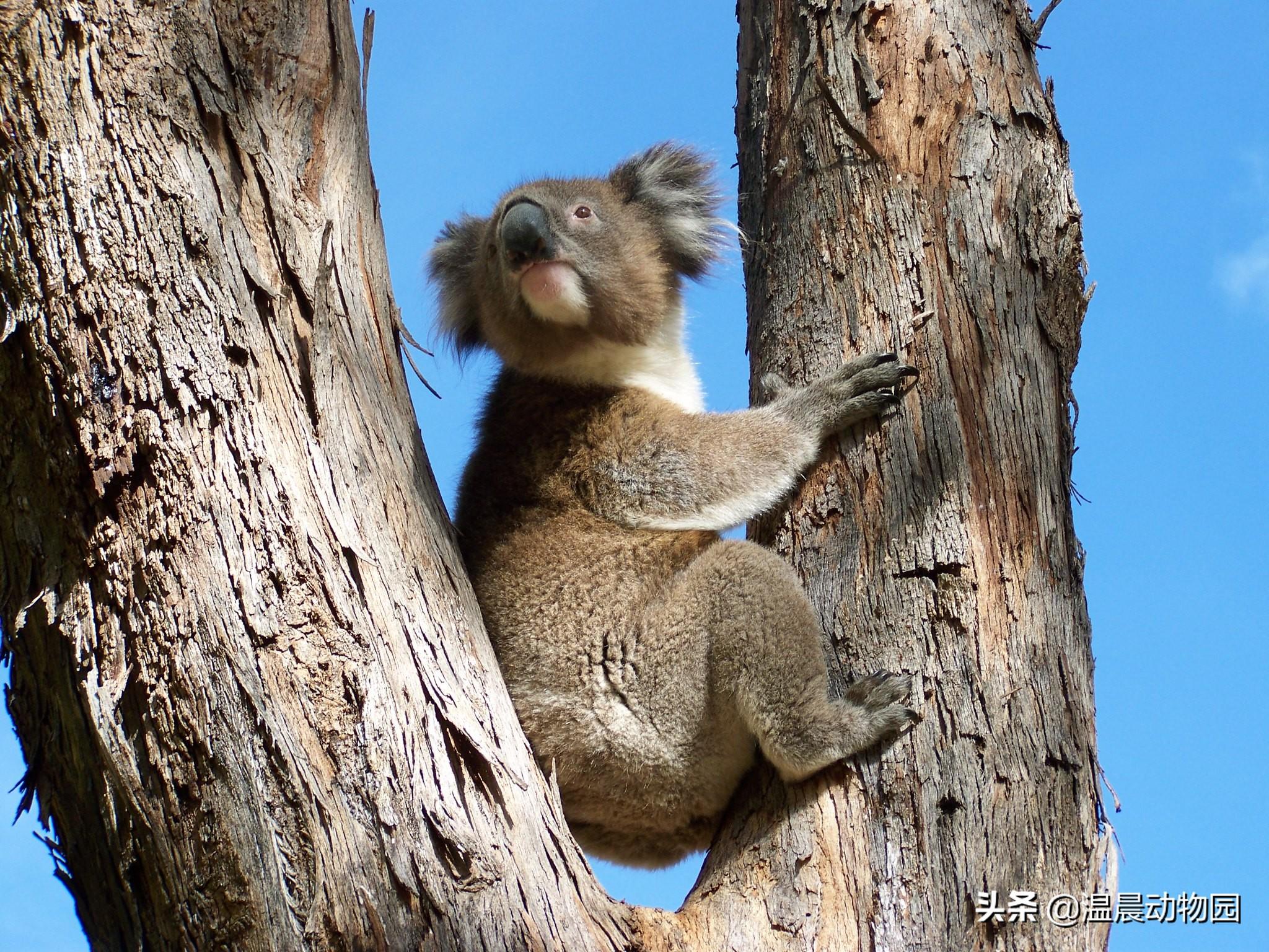 koala怎么读 英语koala怎么读（考拉并不只是外表可爱这么简单，它们身上还有很多鲜为人知的秘密）-第3张图片-拓城游