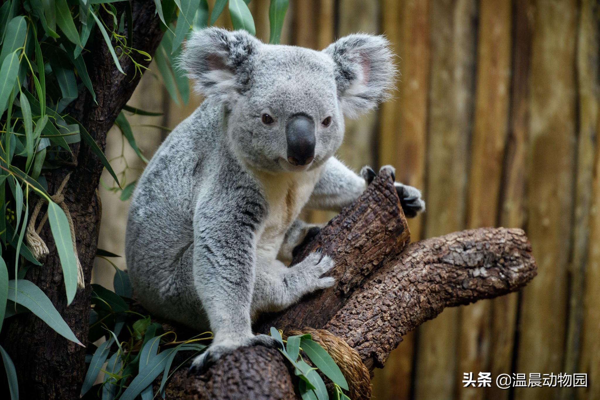 koala怎么读 英语koala怎么读（考拉并不只是外表可爱这么简单，它们身上还有很多鲜为人知的秘密）-第2张图片-拓城游