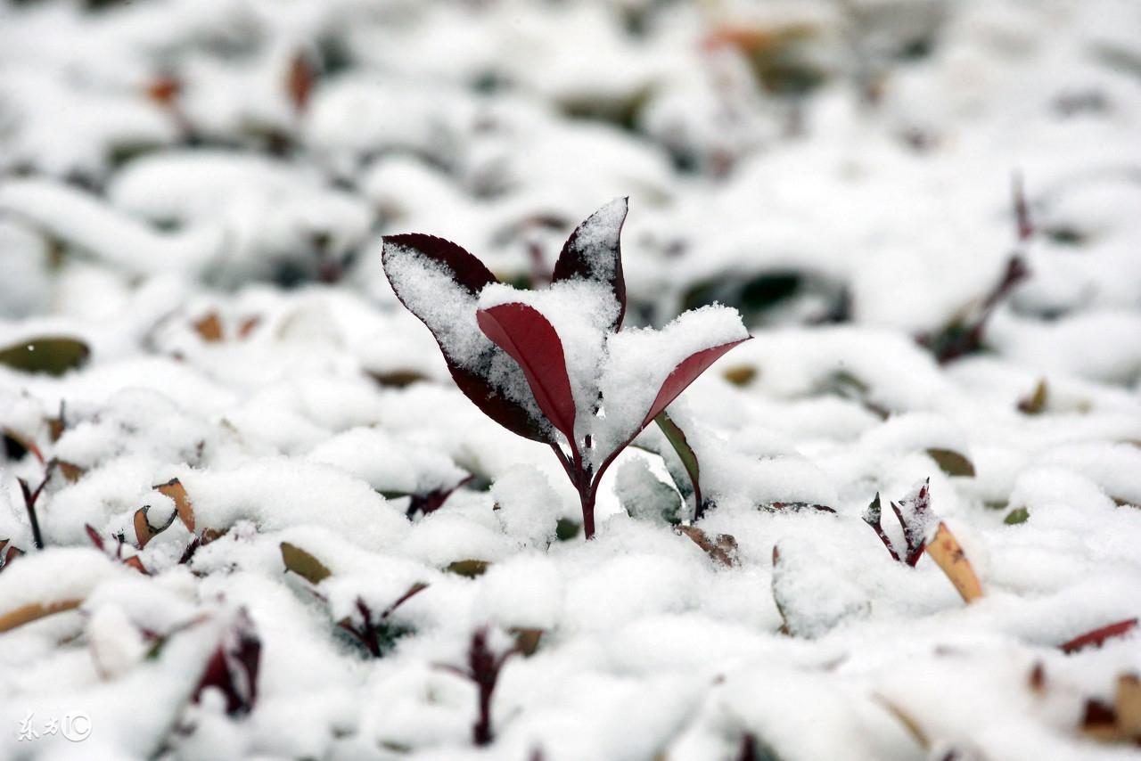 俗语说瑞雪兆丰年下雪对农事的好处包括（为什么说瑞雪兆丰年，下大雪的好处您知道几点？）-第4张图片-拓城游