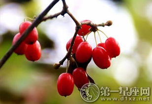 遥知兄弟登高处，遍插茱萸少一人什么意思（《九月九日忆山东兄弟》中“遍插茱萸少一人”的“人”指的是谁？王维还是李白）