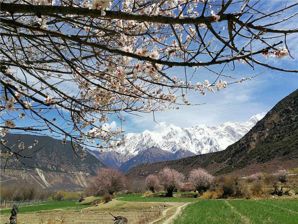 桃花妖哪里多阴阳师（三月桃花妖，该去哪里看花呢？）-第4张图片-拓城游