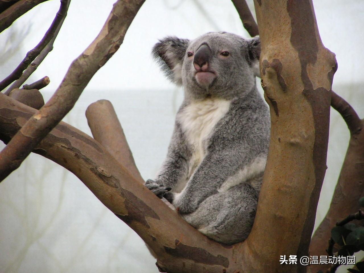 koala怎么读 英语koala怎么读（考拉并不只是外表可爱这么简单，它们身上还有很多鲜为人知的秘密）-第4张图片-拓城游