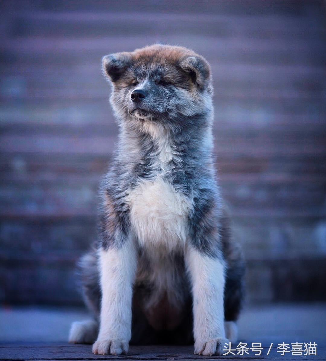 忠犬八公是什么狗（以忠犬八公而闻名于世的秋田犬，跟柴犬还有着最萌身高差呢）-第5张图片-拓城游