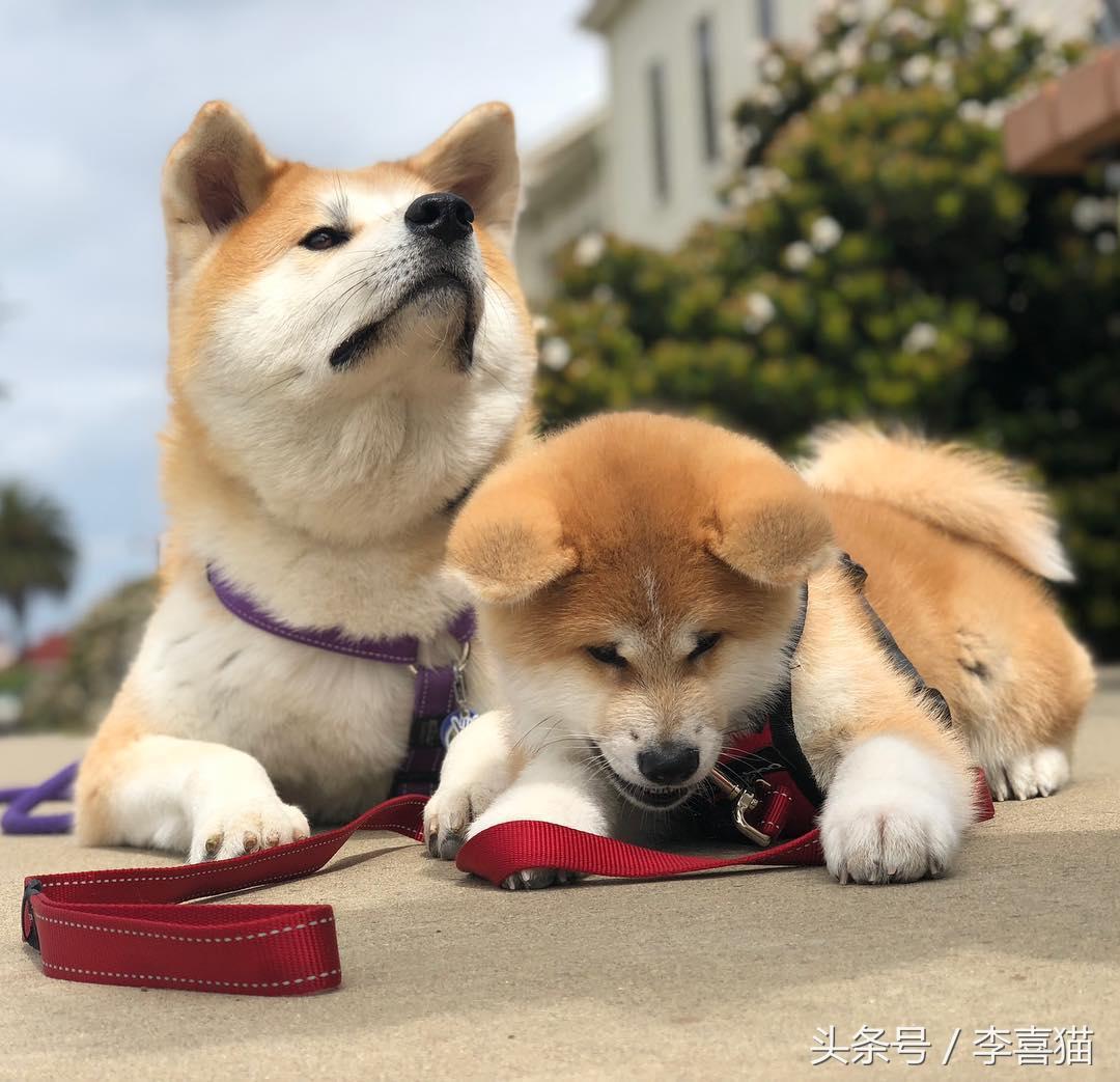 忠犬八公是什么狗（以忠犬八公而闻名于世的秋田犬，跟柴犬还有着最萌身高差呢）-第7张图片-拓城游