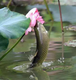 莲花夹住鱼的头,一股白桨往外流是什么意思（柏扶疏“老”分队晋沁抗战胜地行侧记）