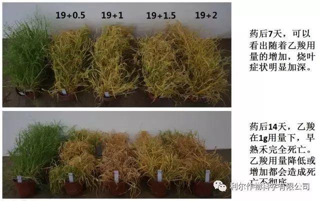 雷克顿皮肤鉴赏（雷克顿——为改变而来！）-第7张图片-拓城游