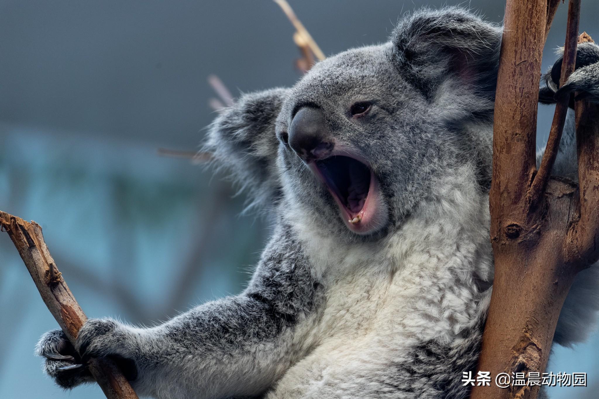 koala怎么读 英语koala怎么读（考拉并不只是外表可爱这么简单，它们身上还有很多鲜为人知的秘密）-第9张图片-拓城游