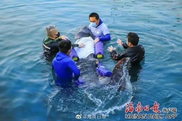 三亚搁浅抹香鲸不幸死亡 鲸鱼为什么会出现搁浅现象（痛心！三亚搁浅侏儒抹香鲸死亡原因查明，体内还有小宝宝）-第3张图片-拓城游