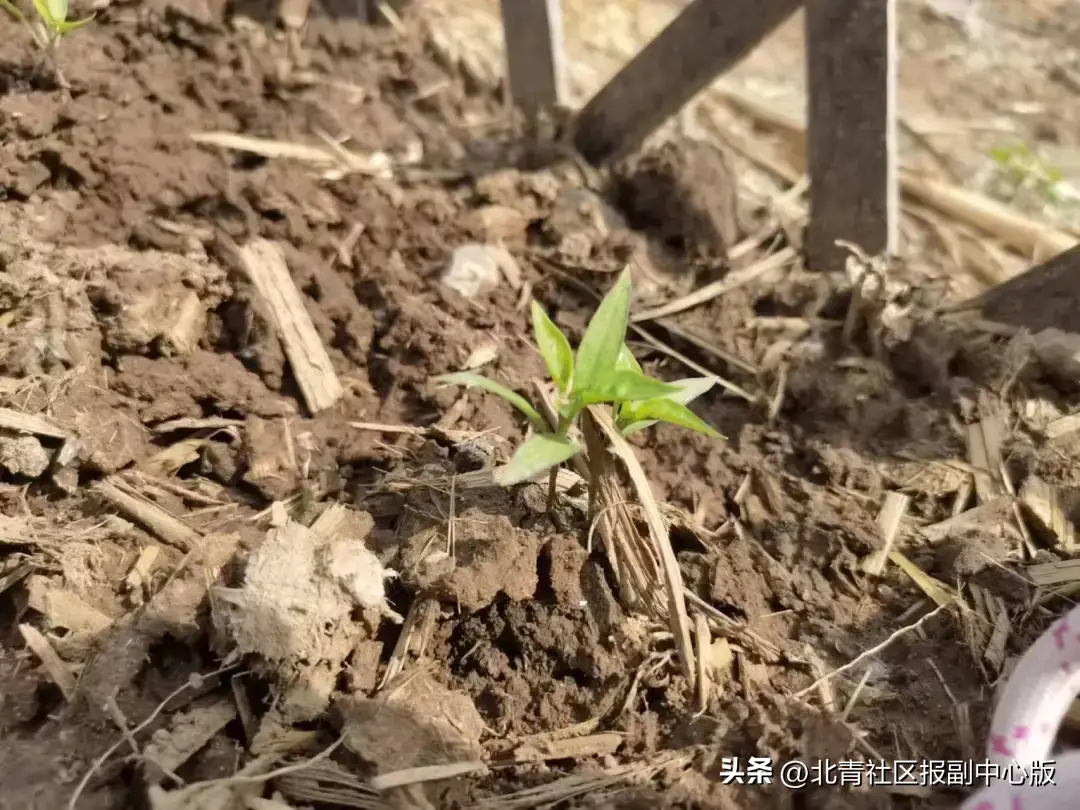 qq农场手机版怎么进牧场(农场手机版怎么进牧场游戏)（职场太卷？走！种地去！通州现实版“QQ农场”上线，2000元“领土”，想种什么种什么！）-第6张图片-拓城游