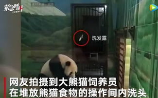 饲养员粗鲁虐待大熊猫？（园方回应“饲养员用竹竿拍打大熊猫被停工”：先休假后调岗）