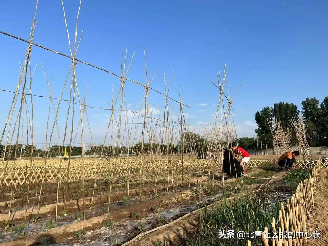 手机qq的农场在哪里找（职场太卷？走！种地去！通州现实版“QQ农场”上线，2000元“领土”，想种什么种什么！）-第11张图片-拓城游