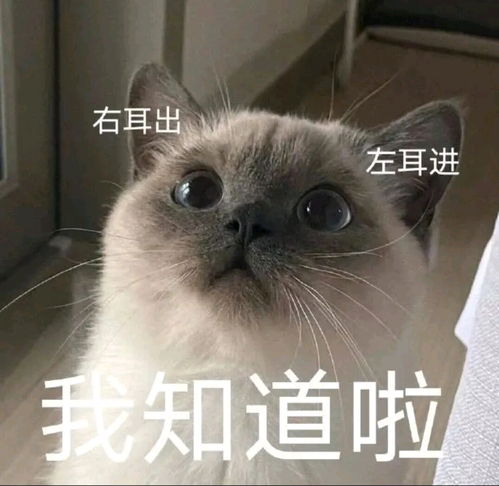 抖音芭比q是什么梗（“芭比q了”，在网络上很火，到底是什么意思？怎么来的？）