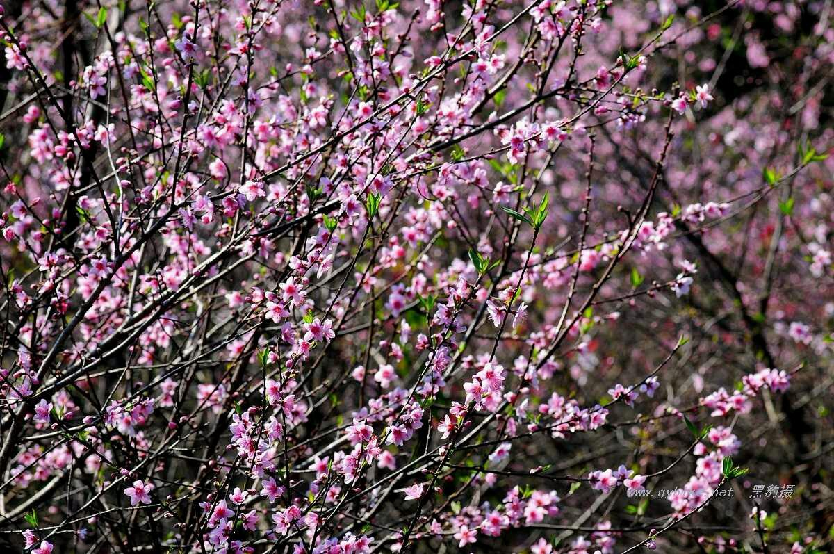 桃花妖哪里多阴阳师（三月桃花妖，该去哪里看花呢？）-第8张图片-拓城游