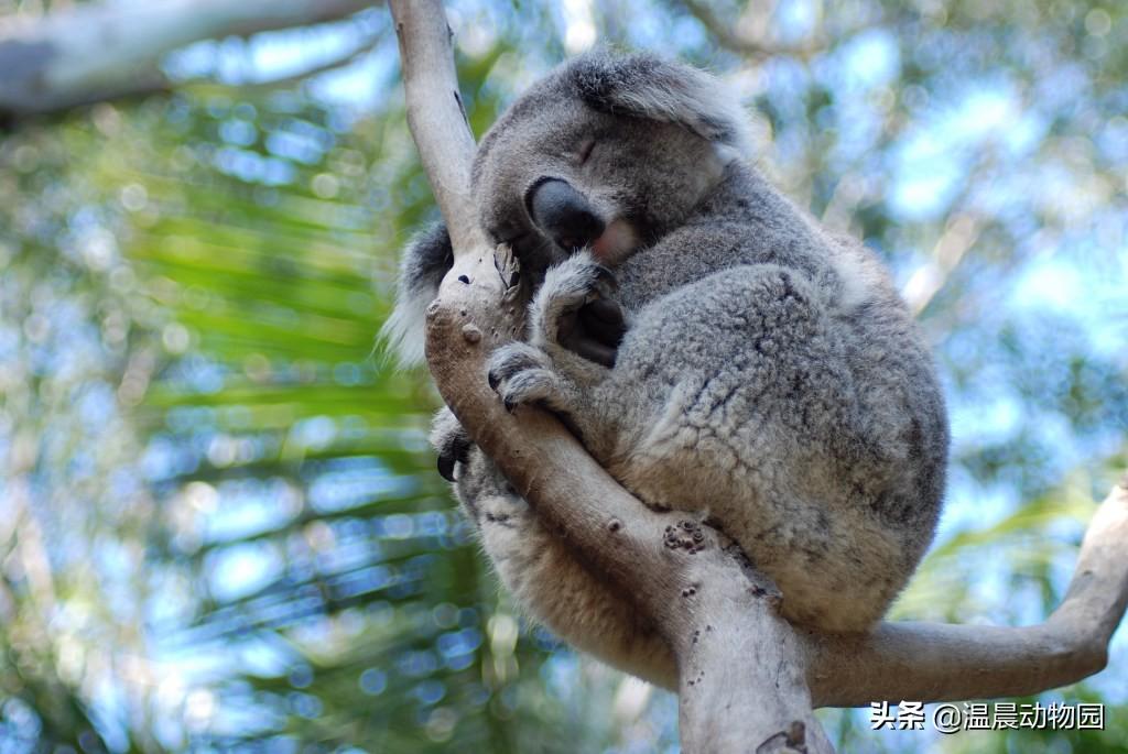 koala怎么读 英语koala怎么读（考拉并不只是外表可爱这么简单，它们身上还有很多鲜为人知的秘密）-第5张图片-拓城游