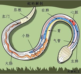 “打蛇打七寸”的七寸是指（）（俗语：“打蛇打七寸”，指的是什么部位？为什么确定能一击致命）