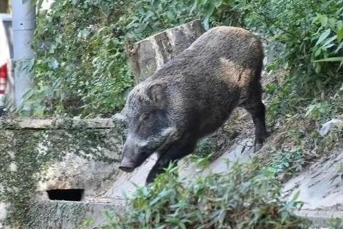 dnf真野猪门票怎么获得（杭州两小孩拿弓箭上山“打野猪”，没想到遇到真野猪，重达150斤）-第9张图片-拓城游