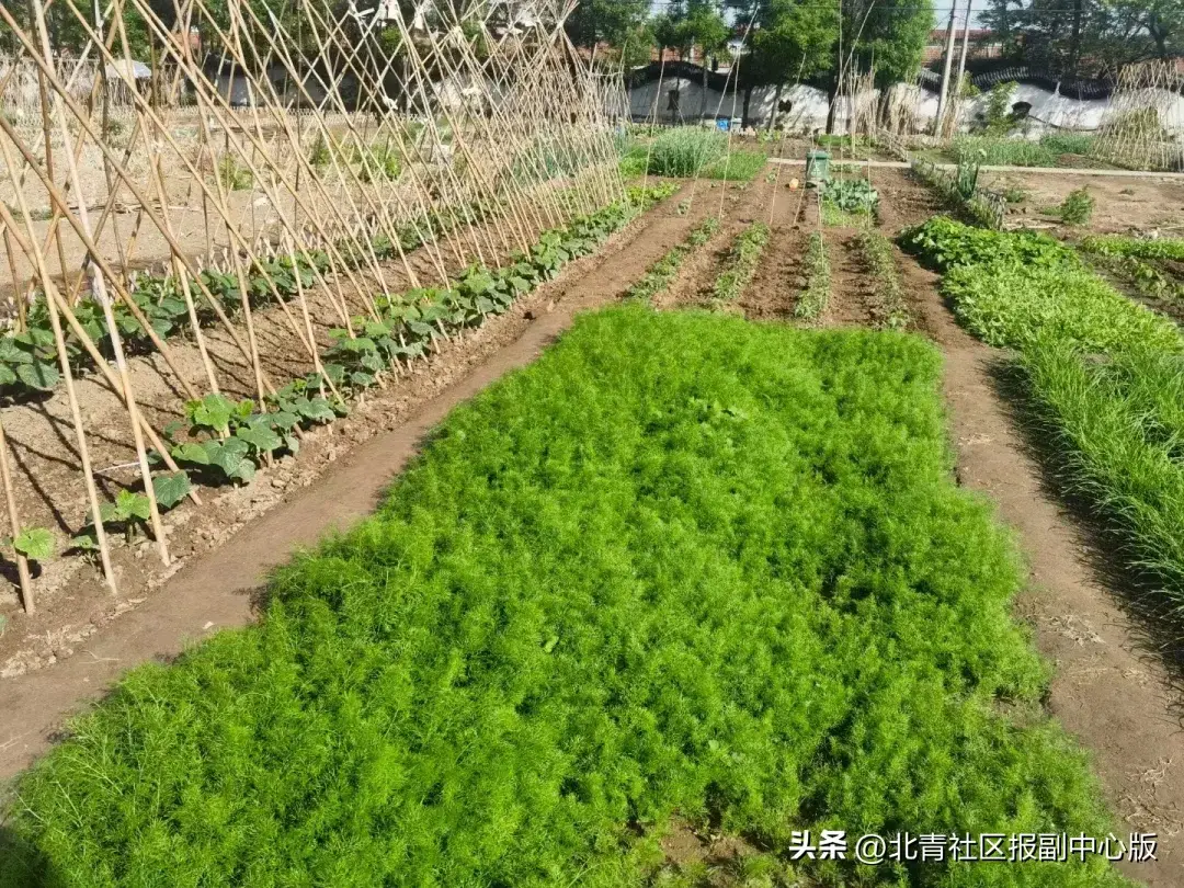 手机qq的农场在哪里找（职场太卷？走！种地去！通州现实版“QQ农场”上线，2000元“领土”，想种什么种什么！）-第7张图片-拓城游