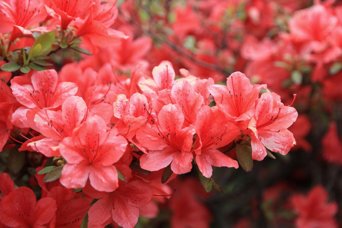 花中西施指什么花介绍_花中西施指什么花是什么（为何它被称为花中西施？）-第2张图片-拓城游