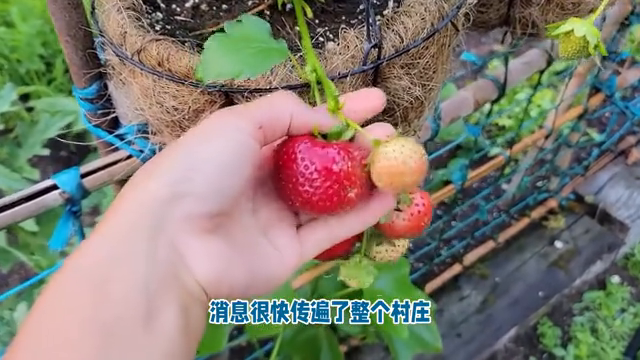 花卉市场有一种植物叫“花仙子”，请问它究竟是什么花？学名叫什么？（民间故事：花仙子）-第5张图片-拓城游