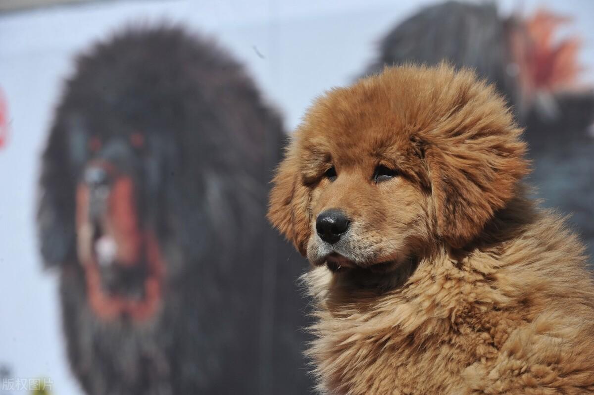 独狼袭击羊群,1岁藏獒挺身而出,驱赶羊后勇敢与狼搏斗,藏獒有多勇猛?（一獒战三虎！不到一岁藏獒赶走独狼，曾火爆的藏獒经济为何不火了）-第6张图片-拓城游