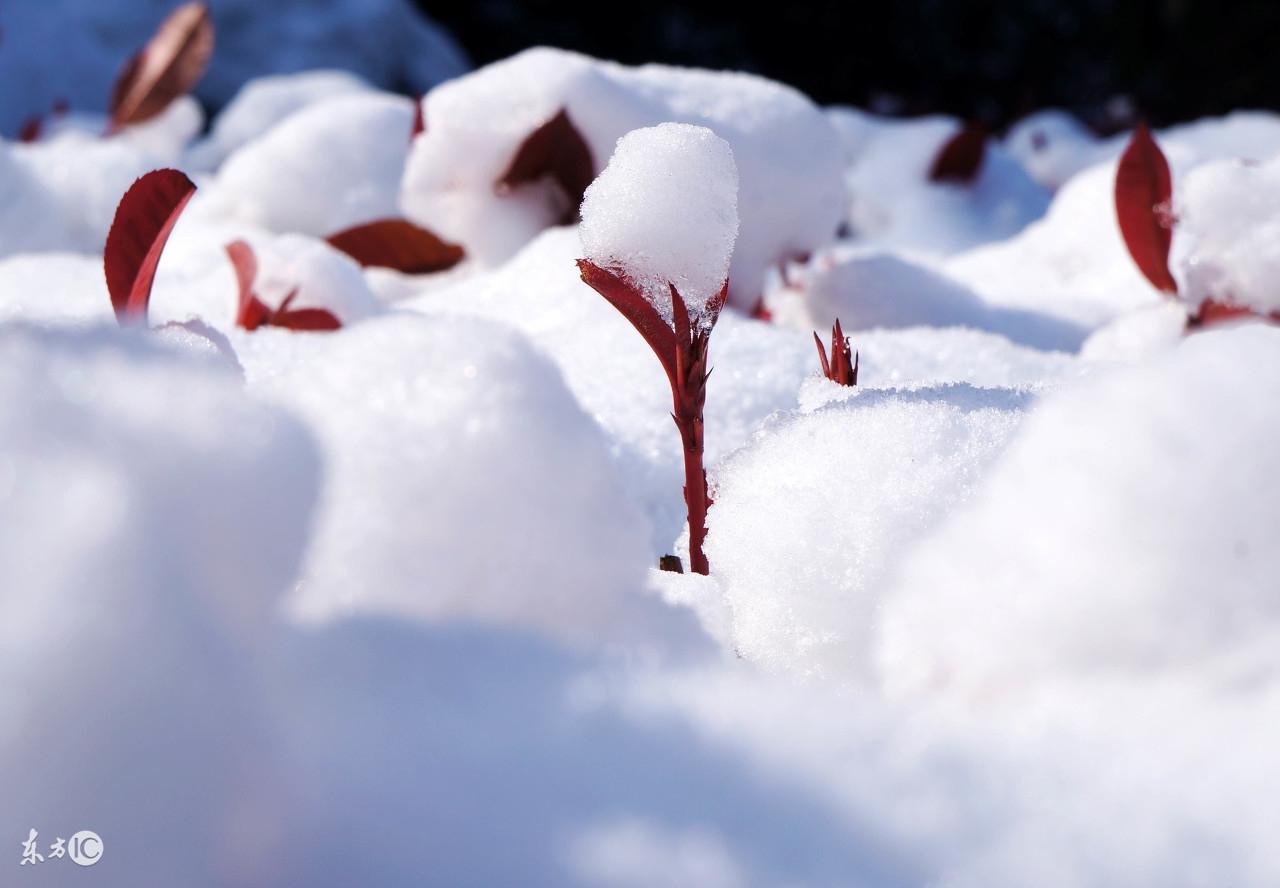 俗语说瑞雪兆丰年下雪对农事的好处包括（为什么说瑞雪兆丰年，下大雪的好处您知道几点？）-第3张图片-拓城游