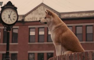 忠犬八公是什么狗（以忠犬八公而闻名于世的秋田犬，跟柴犬还有着最萌身高差呢）