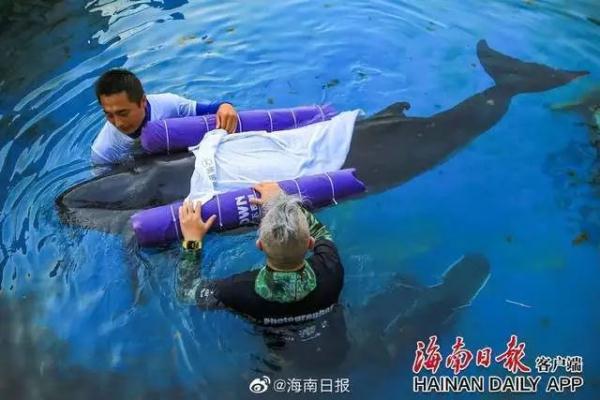 三亚搁浅抹香鲸不幸死亡 鲸鱼为什么会出现搁浅现象（痛心！三亚搁浅侏儒抹香鲸死亡原因查明，体内还有小宝宝）-第5张图片-拓城游