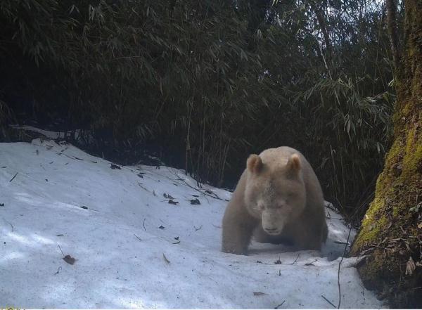 ?全球首只白色大熊猫最新研究成果有哪些（科研人员揭秘全球首只白色大熊猫最新研究成果）-第2张图片-拓城游