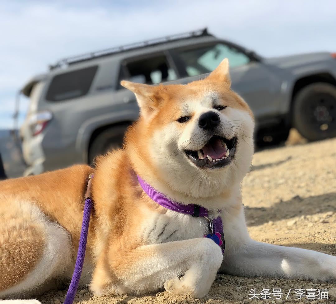 忠犬八公是什么狗（以忠犬八公而闻名于世的秋田犬，跟柴犬还有着最萌身高差呢）-第3张图片-拓城游