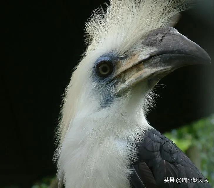 星露谷物语姜岛宝石鸟摆放顺序攻略（头上长着宝石的鸟，价格是象牙3倍，被人类取头冠后只能活活饿死）-第5张图片-拓城游