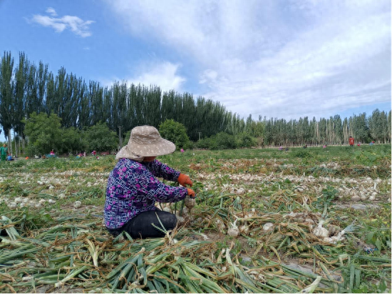 洋葱新闻是什么（泽普县：洋葱喜获丰收 致富“葱”满希望）-第2张图片-拓城游