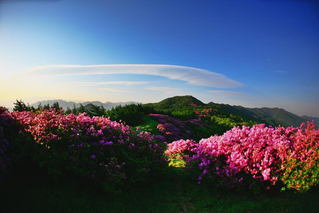 花中西施指什么花介绍_花中西施指什么花是什么（为何它被称为花中西施？）-第7张图片-拓城游