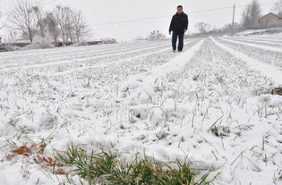 俗语说瑞雪兆丰年下雪对农事的好处包括（为什么说瑞雪兆丰年，下大雪的好处您知道几点？）