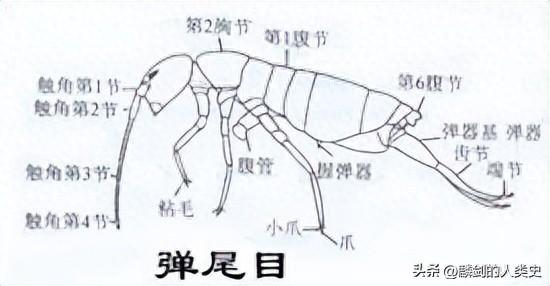 弹尾目昆虫的跳跃机制是怎样的？（【动物界全系列】六足亚门—弹尾目）-第2张图片-拓城游