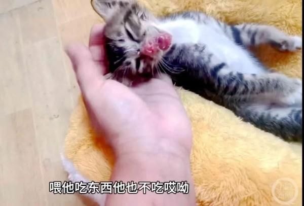 动物餐厅记者怎么摆花（女子救下被泼开水猫崽，当事人、事发餐厅及相邻餐厅均被网暴）-第2张图片-拓城游