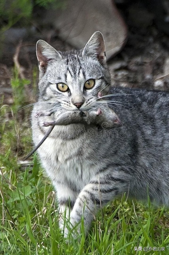 猫鼠大战（二）：猫咪与老鼠的生死搏斗-第2张图片-拓城游