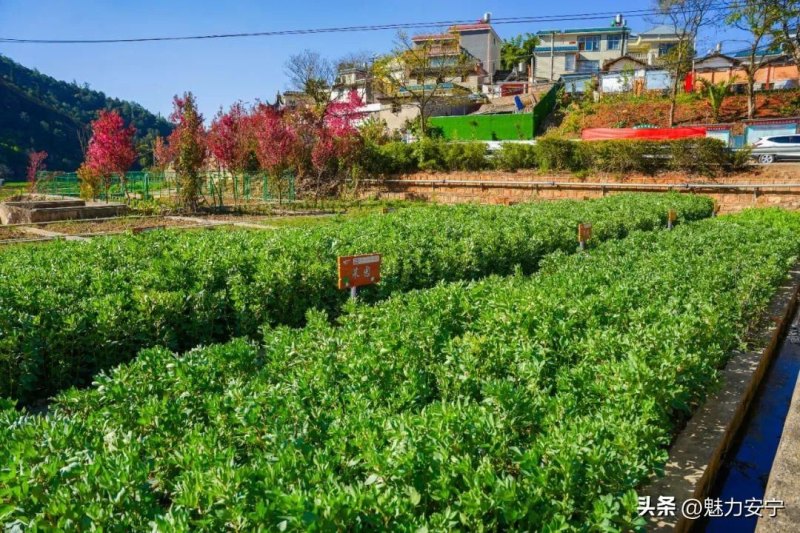 手机qq农场在甸中小菜园邀你沉浸式体验(田间的风吹到了你的身边)-第2张图片-拓城游