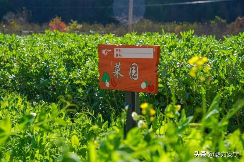 手机qq农场在甸中小菜园邀你沉浸式体验(田间的风吹到了你的身边)-第3张图片-拓城游