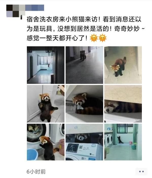 小熊猫“翘班”遭围观，网友惊叹不已！(云南大学内冒险之旅)-第13张图片-拓城游