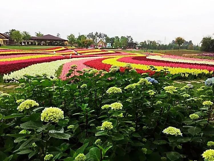 摩尔庄园手游花香金鱼：打造繁荣昌盛之吉祥花卉金鱼草的食谱与制作方法-第16张图片-拓城游