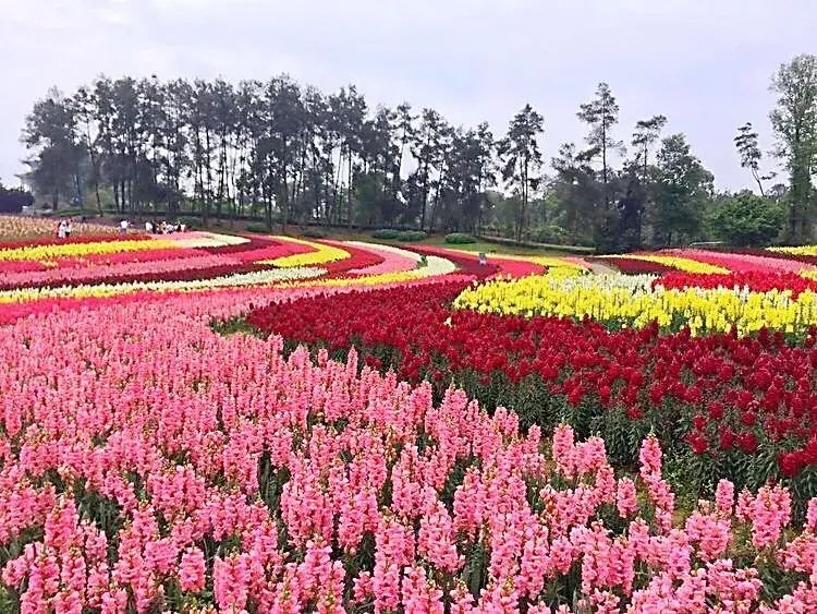 摩尔庄园手游花香金鱼：打造繁荣昌盛之吉祥花卉金鱼草的食谱与制作方法-第15张图片-拓城游